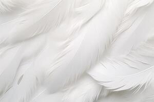 blanco suave plumas fondo, blanco mullido plumas patrón, hermosa plumas fondo, plumas fondo de pantalla, pájaro plumas patrón, foto