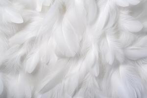 White Soft Feathers Background, White Fluffy feathers pattern, Beautiful feathers background, feathers wallpaper, bird feathers pattern, photo