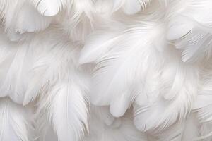 White Soft Feathers Background, White Fluffy feathers pattern, Beautiful feathers background, feathers wallpaper, bird feathers pattern, photo