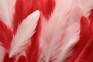 Red Feathers Background, red and white feathers pattern, feathers background, feathers wallpaper, bird feathers pattern, photo