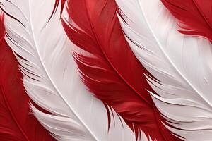 Red Feathers Background, red and white feathers pattern, feathers background, feathers wallpaper, bird feathers pattern, photo