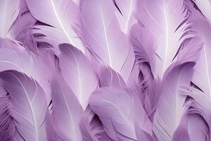 Purple Feathers Background, Purple Feathers Pattern, Feathers background, Feathers Wallpaper, bird feathers pattern, photo