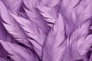 púrpura plumas fondo, púrpura plumas patrón, plumas fondo, plumas fondo de pantalla, pájaro plumas patrón, foto