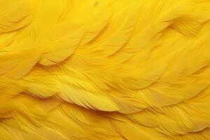 Yellow Feathers Background, Yellow feathers pattern, feathers background, feathers wallpaper, bird feathers pattern, photo