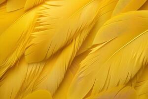 Yellow Feathers Background, Yellow feathers pattern, feathers background, feathers wallpaper, bird feathers pattern, photo