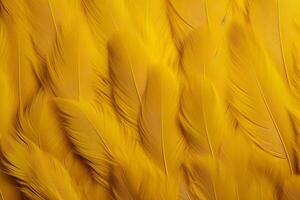 Yellow Feathers Background, Yellow feathers pattern, feathers background, feathers wallpaper, bird feathers pattern, photo