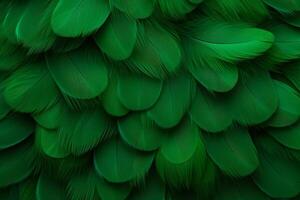 verde plumas fondo, verde plumas patrón, plumas fondo, plumas fondo de pantalla, pájaro plumas patrón, foto