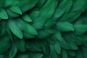 Green Feathers Background, Green Feathers Pattern, Feathers background, Feathers Wallpaper, bird feathers pattern, photo