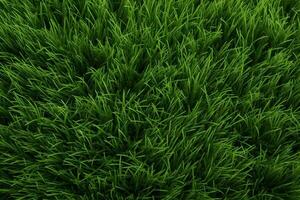 Green Grass Texture, Grass Background, Grass Texture Wallpaper, Top View Green Grass Texture, photo