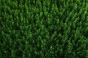 Green Grass Texture, Grass Background, Grass Texture Wallpaper, Top View Green Grass Texture, photo