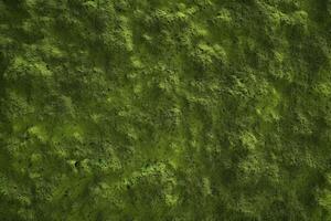 Green Moss Texture, Moss Background, Moss Texture Wallpaper, Top View Green Moss Texture, photo