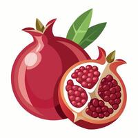 Pomegranate fruit illustration vector