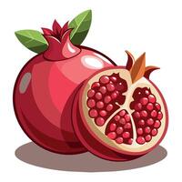 Pomegranate fruit illustration vector