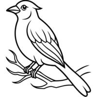 Bird Coloring book page hand draw illustration vector