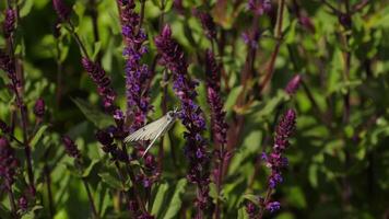 estate natura concetto. farfalla su viola fiori nel il giardino. insetto peste, bruco mangia coltivato impianti nel il giardino. video