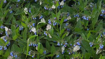 branco repolho borboletas em azul flores dentro uma campo ou jardim. verão conceito, insetos video