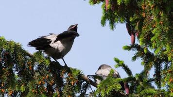 Krähen Küken Schrei auf ein Baum Ast. Vögel Öffnung ihr Schnäbel und fragen zum Essen video