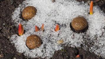 Snow melting in spring, flowers and rabbit poop under the snow. Time lapse video