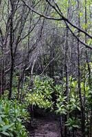 destino ambiental conservación en polla plantas o manzana mangle bosque con natural luz de sol foto