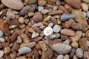 Fossilized sea shells with Sea pebble beach in beautiful nature background photo