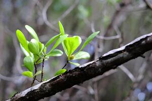 Close up on cock leaf plants branch and dry twig or Crabapple mangrove forest photo