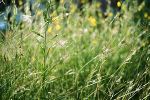 Blooming yellow Crotalaria flowers of Sunn hemp field in tropical garden and forest photo