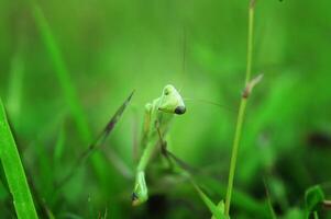 Praying Mantis Mantodea is crawling on the tops of grass leaves photo