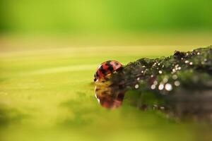 Ladybug or Small beetle Coccinellidae photo