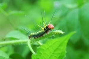 Caterpillar Dudusa Nobilis Moth photo