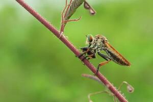 The robber fly or Asilidae was eating its prey on the branch of a grumble photo