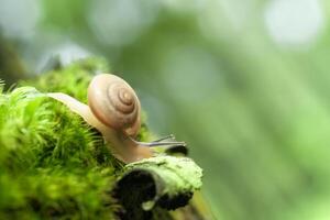 Small air-breathing land snail Succinea putris photo