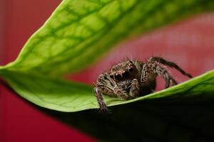 saltando araña o salticidae en un curvo hoja foto