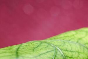 guava leaf isolated on red background photo