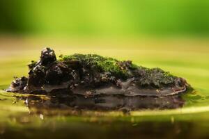 a lump of moss was in the middle of a puddle of water photo