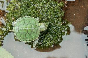 Brazilian turtle or black-bellied slider or Trachemys dorbigni photo