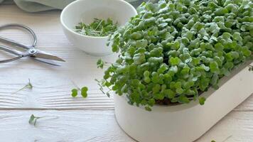 Containers with radish green microgreen sprouts on table. video