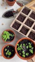 Pots with various vegetables seedlings. video