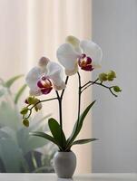blanco orquídeas en un florero en un blanco mesa. foto