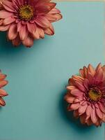 Pink dahlia flowers on blue background. Flat lay, top view photo