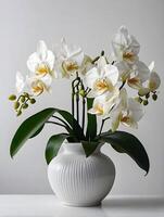 white orchids in vase on white background photo