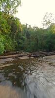 fpv do caucasiano mulher meditando dentro tropical floresta tropical, tailândia. video