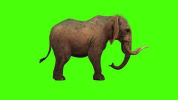 Elephant Idle Animation green screen video