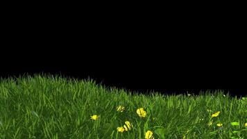 Meadow Grass Background video