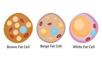 Human Brown Fat Cell Beige Fat Cell White Fat Cell Illustration Design. vector