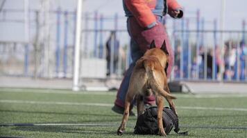 Belga pastor es entrenado a guardia, perro guardias el maletín desde el entrenador. video