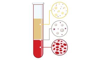 composición y funciones de sangre, célula ilustración diseño. vector