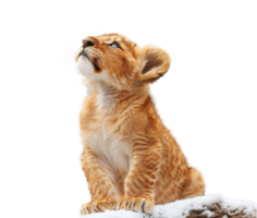 close up portrait of adorable cute baby lion isolated on transparent background, generated ai png