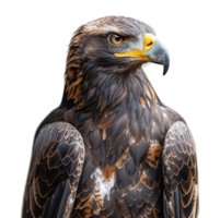 close up portrait of an eagle animal isolated on a transparent background, generated ai png