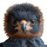 close up portrait of baby eagle animal isolated on transparent background, generated ai png