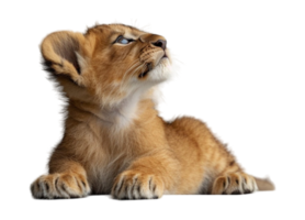 proche en haut portrait de adorable mignonne bébé Lion isolé sur transparent arrière-plan, généré ai png